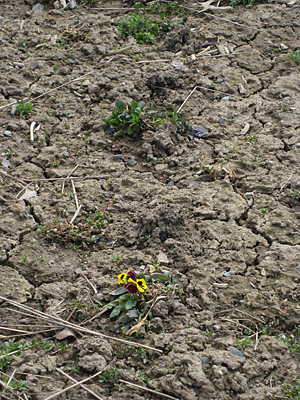 pansy unmulched